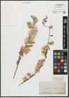 Foto von Salix acmophylla Boiss.